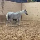 فرس معها مهره واهو