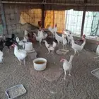 للبيع ديكه بلدي