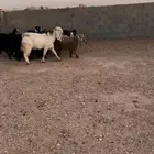 معزا مراح للبيع
