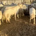 غنم مقاني السوم 670