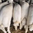 جذعان نعيم وحريات وسواكن