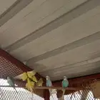 طيور الحب للبيع