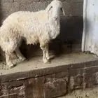 فحل اصفر