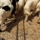 طليان تربيه