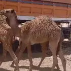 تسع حشو للبيع