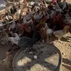 دجاج القريات