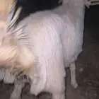 رخل حري