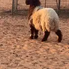 خروف للبيع مشروع فحل