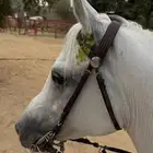 فرس شعبيه فاخره معها مهر