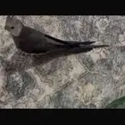 كروان ضائع بعوده الان