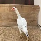 دجاجة فارسية للبيع ( تم البيع )