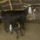 الرياض ملهم