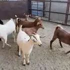 جفار كفو كفو