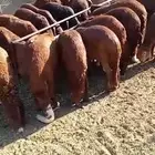 طليان سواكني حمريات جبرة للمناسبات