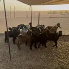 للبيع تيوس عوارض طيبات