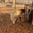 خروف نعيمي عمره 6 شهور يتمم