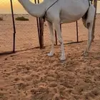 للبيع مموت وضحا كفو