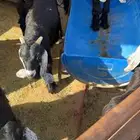 تيوس للبيع