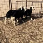 بهم نجد فاخر