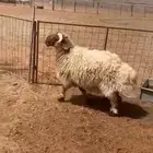خروف نعيمي