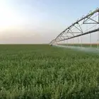 برسيم قش للبيع حصده