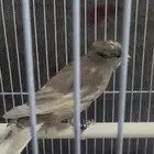 متاح كناري تغريد شرط الموقع القطيف ام الحمام