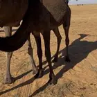 قعدان لبانيه مجاهيم