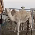 بكار للبيع على حليب