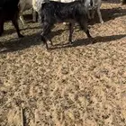 عناق طيبة جدا للبيع