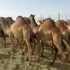 قعدان فل شحم للبيع