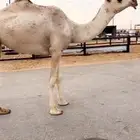 بكرة شقحا كفو