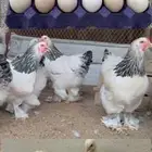 وصل البراهما الكولمبي الفاخر