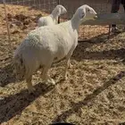 حايل جرمها فاخر ذبيحه شحم شعير وبرسيم