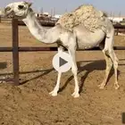 قعود مفرود طيب