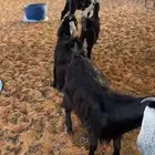 جفرات وتيوس