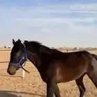 فرس شعبية