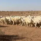 غنم