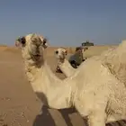 قعدان حيران ابو القعدان على بعير الفصام