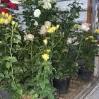 انجيله طبيعي ثيل عشب طبيعي