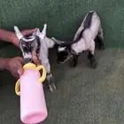 ماعز قزم أمريكي تشيكي