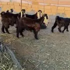 للبيع جذعات عوارض