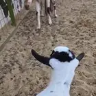 عنز بيشيه مرخاء والد معه جفره