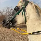 خيل شعبي