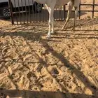 بكره وضحى كفو