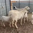 ضان ولد مقنوي مراح
