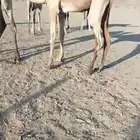 قعدان البيع العداد 8