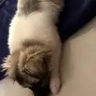 كلب انثى عمره سنه