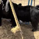 للبيع عنز عارضيه فاخره صنف الصنف معرفه دافع على الشرط