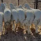 الموقع الدوادمي الشعراء