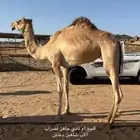 ناقه اصيل